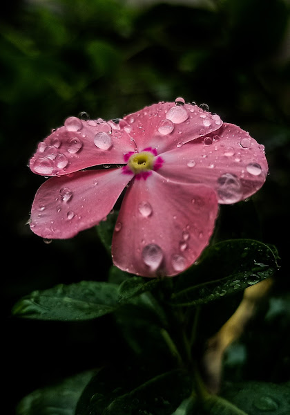 Nature's sparkling jewels