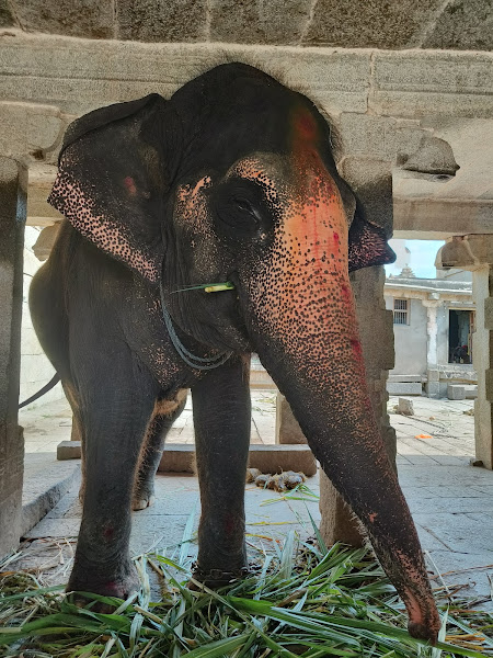 Lakshmi, the living Elephant in Virupaksha Temple.