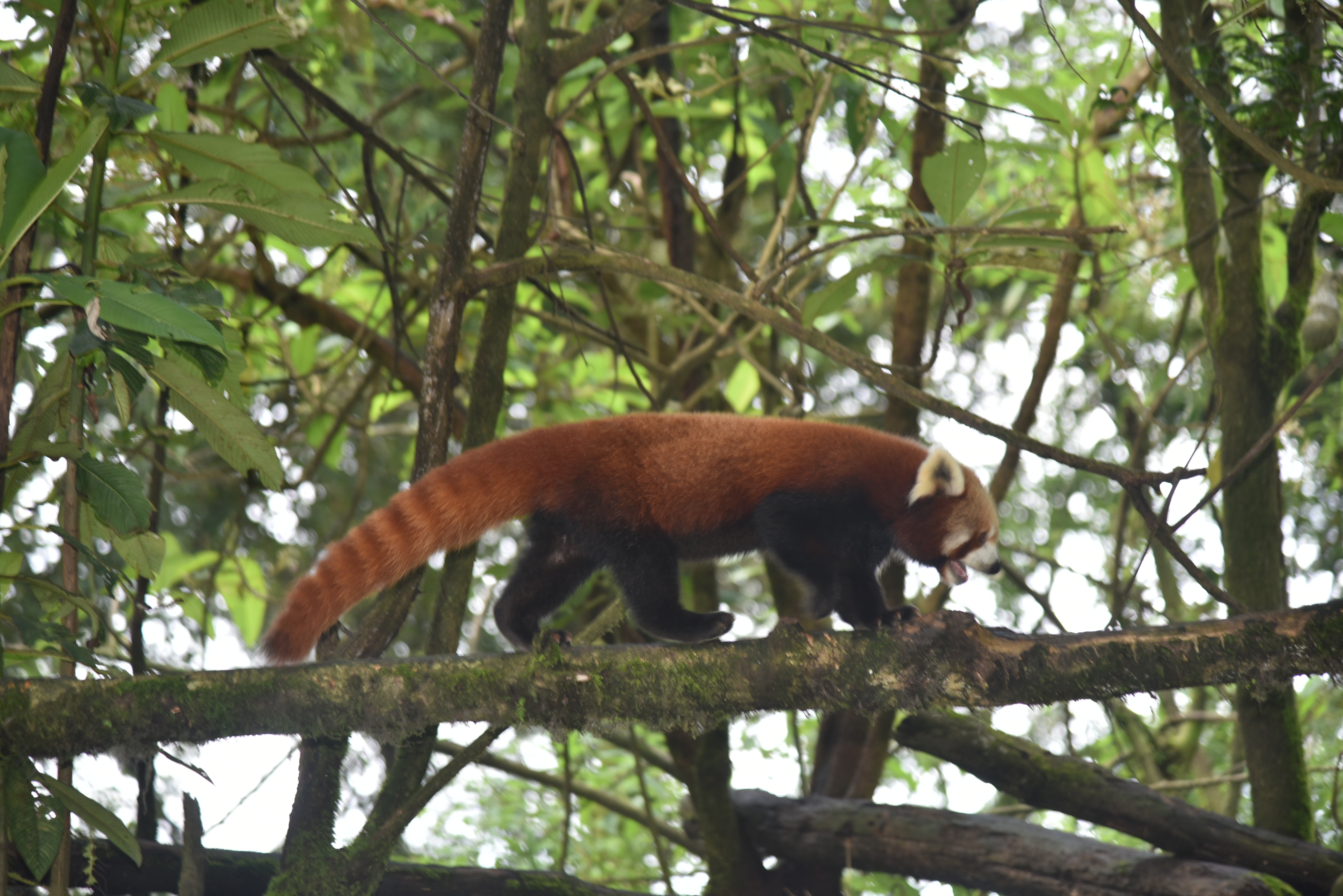 Red Panda, Darjeeling Zoo