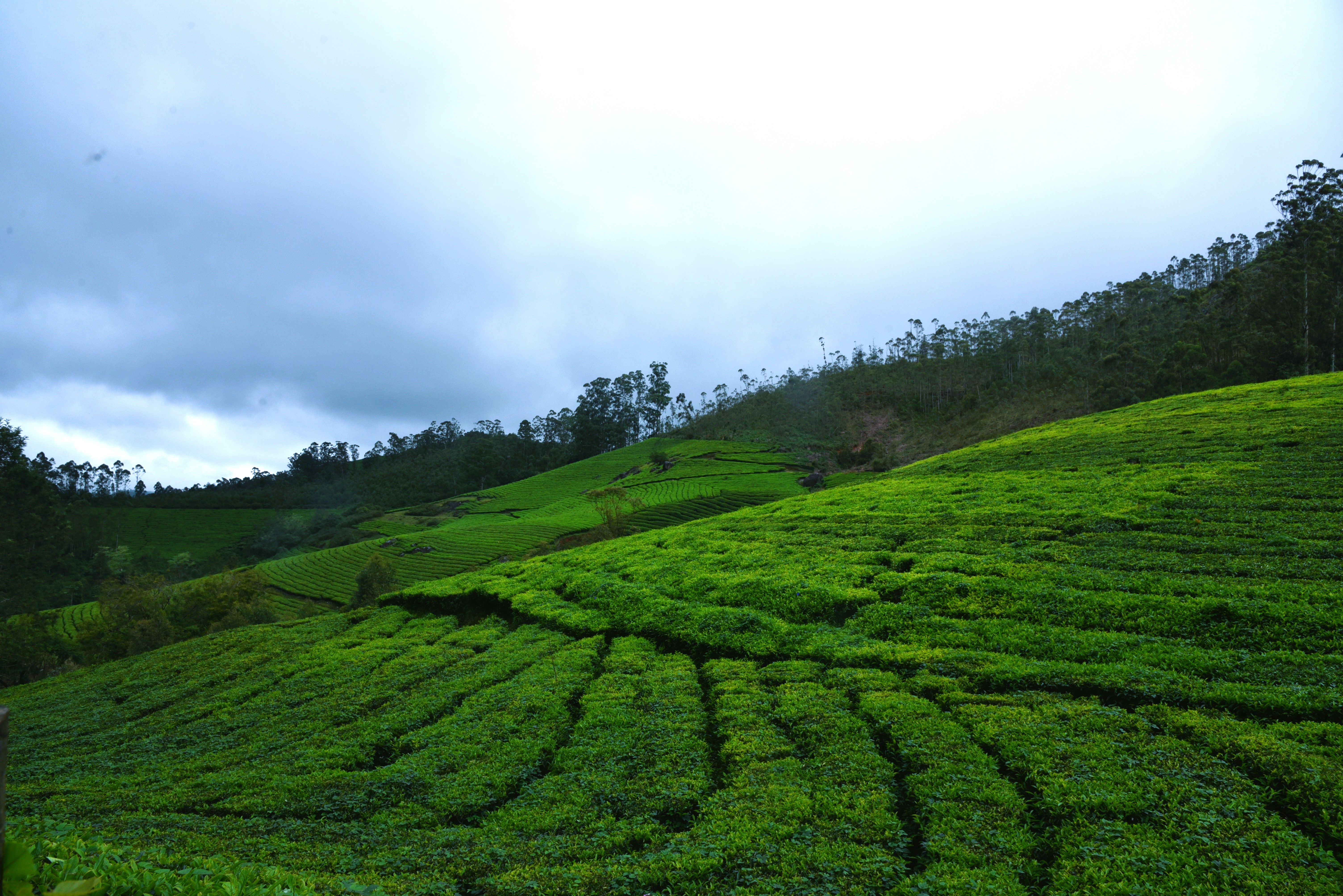 The Mesmerizing Munnar
